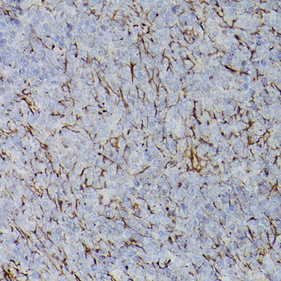 PDGFRA antibody