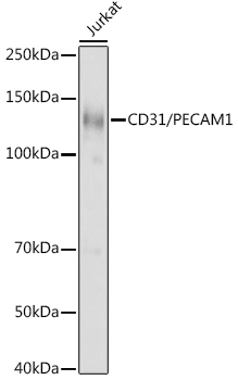 CD31 antibody