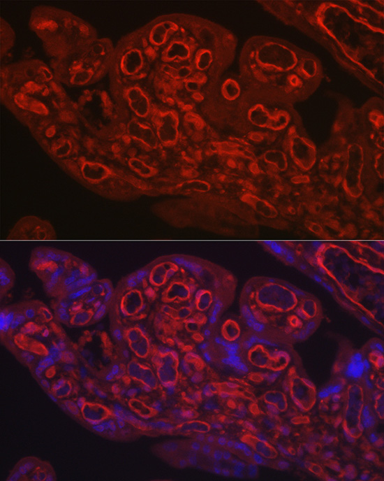 CD31 antibody