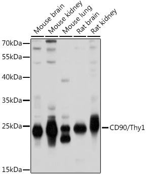 THY1 antibody