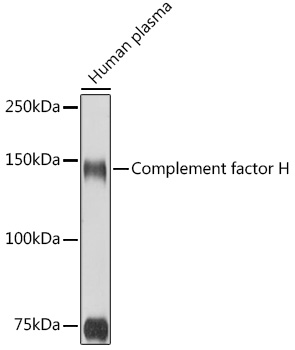 CFH antibody