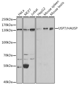 USP7 antibody