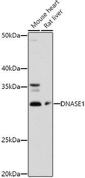 DNASE1 antibody