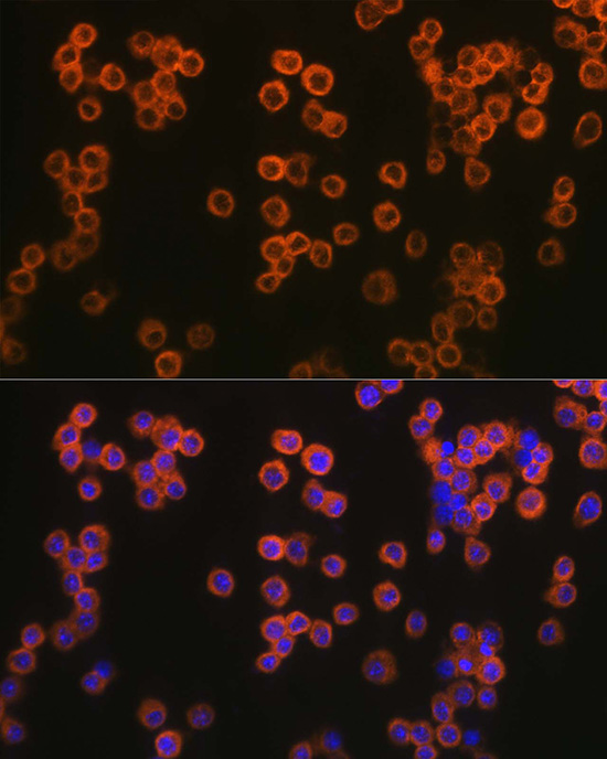 TLR2 antibody