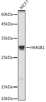 HMGB1 antibody