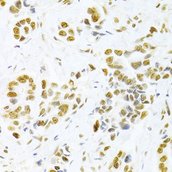 HMGB1 antibody