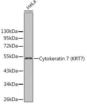 KRT7 antibody