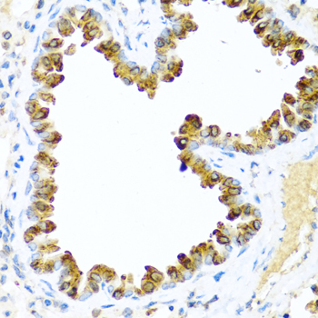 NRG4 antibody