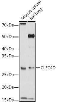 CLEC4D antibody
