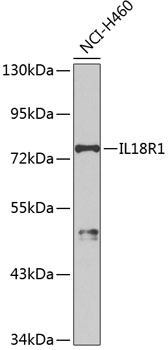 IL18R1 antibody