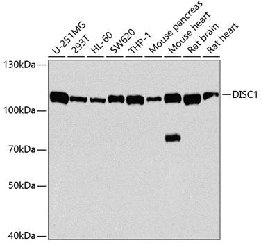 DISC1 antibody