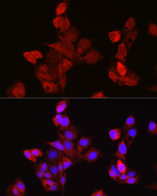 EDA antibody