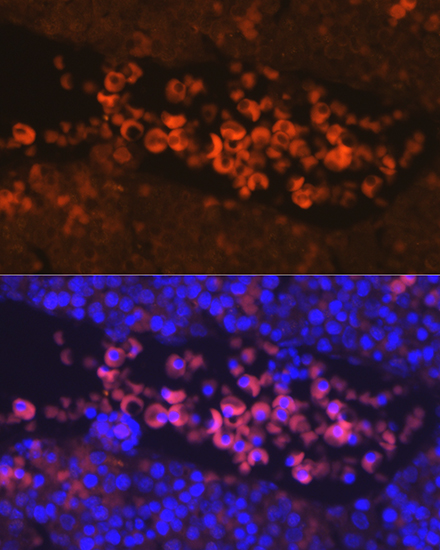 EPOR antibody