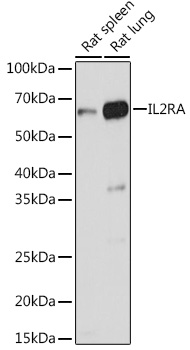 IL2RA antibody