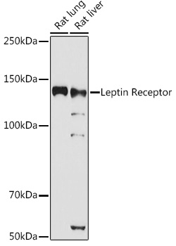 LEPR antibody