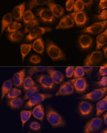 MMP25 antibody
