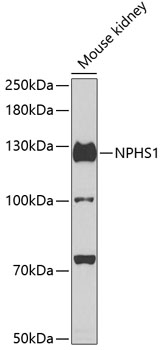 NPHS1 antibody