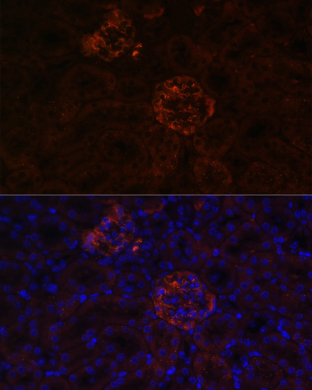 NPHS1 antibody