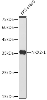NKX2-1 antibody