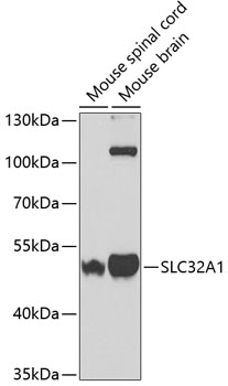 SLC32A1 antibody