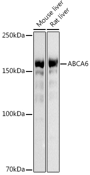 ABCA6 antibody