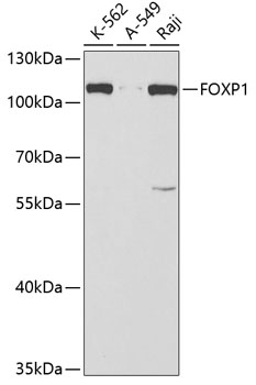 FOXP1 antibody