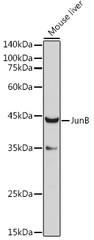 JUNB antibody