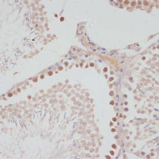 CCNG1 antibody