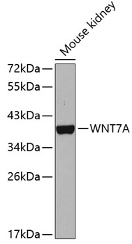 WNT7A antibody