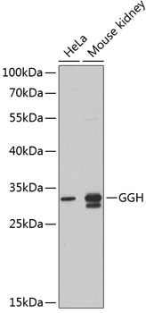 GGH antibody