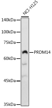 PRDM14 antibody