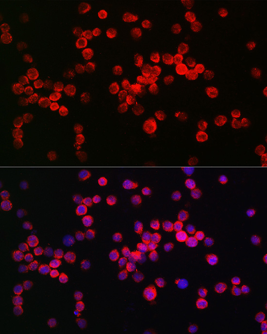 NLRP3 antibody
