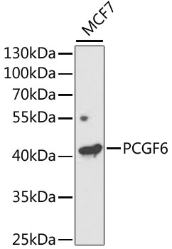 PCGF6 antibody