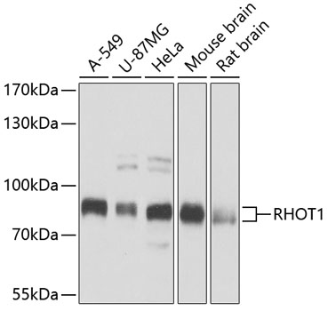RHOT1 antibody