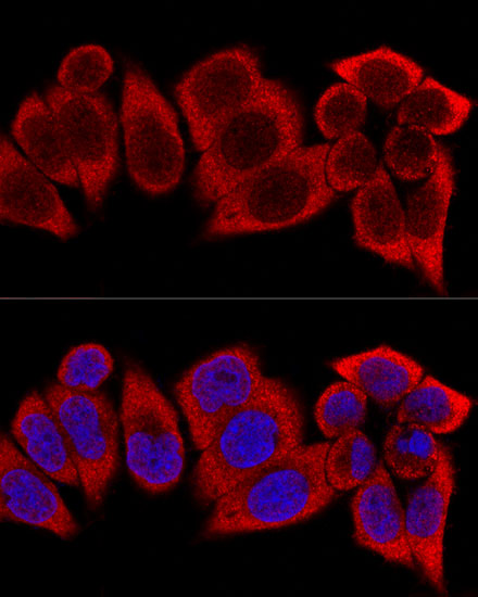 RPS12 antibody