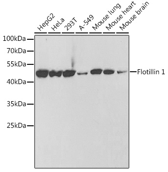 FLOT1 antibody