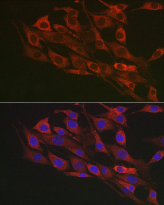 FLOT1 antibody