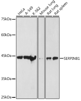 SERPINB1 antibody