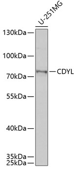 CDYL antibody