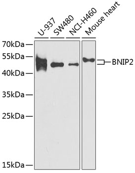 BNIP2 antibody
