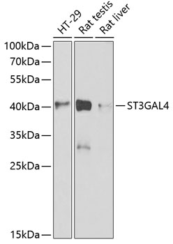 ST3GAL4 antibody