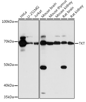 TKT antibody