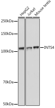 INTS4 antibody