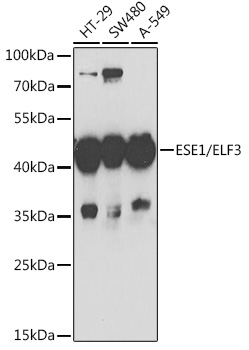 ELF3 antibody