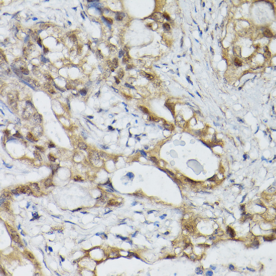 ELF3 antibody