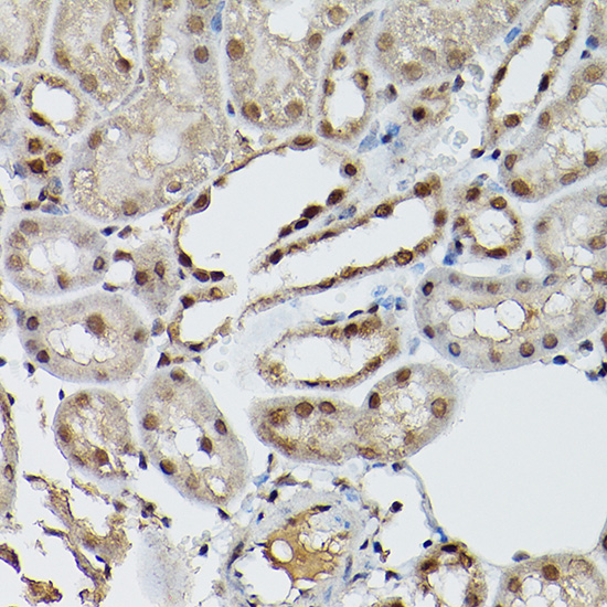 ELF3 antibody