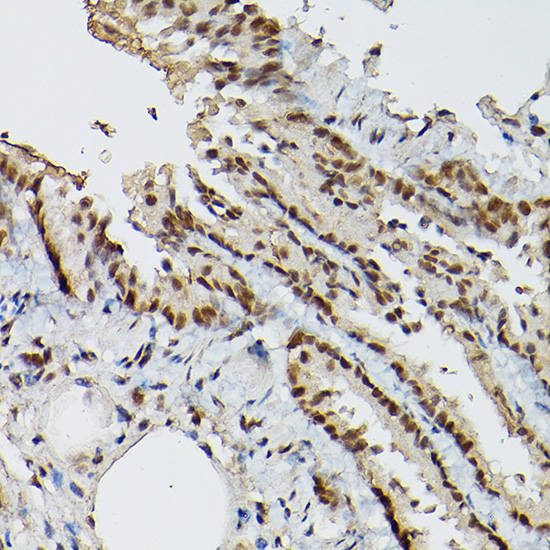 ELF3 antibody