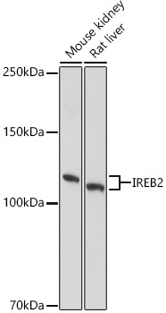 IREB2 antibody