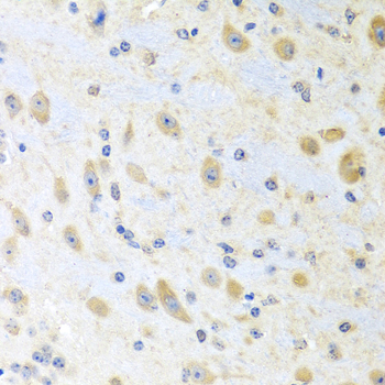 MLN antibody