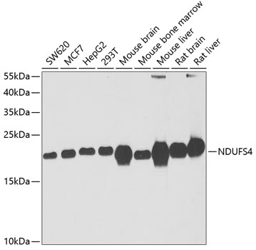NDUFS4 antibody